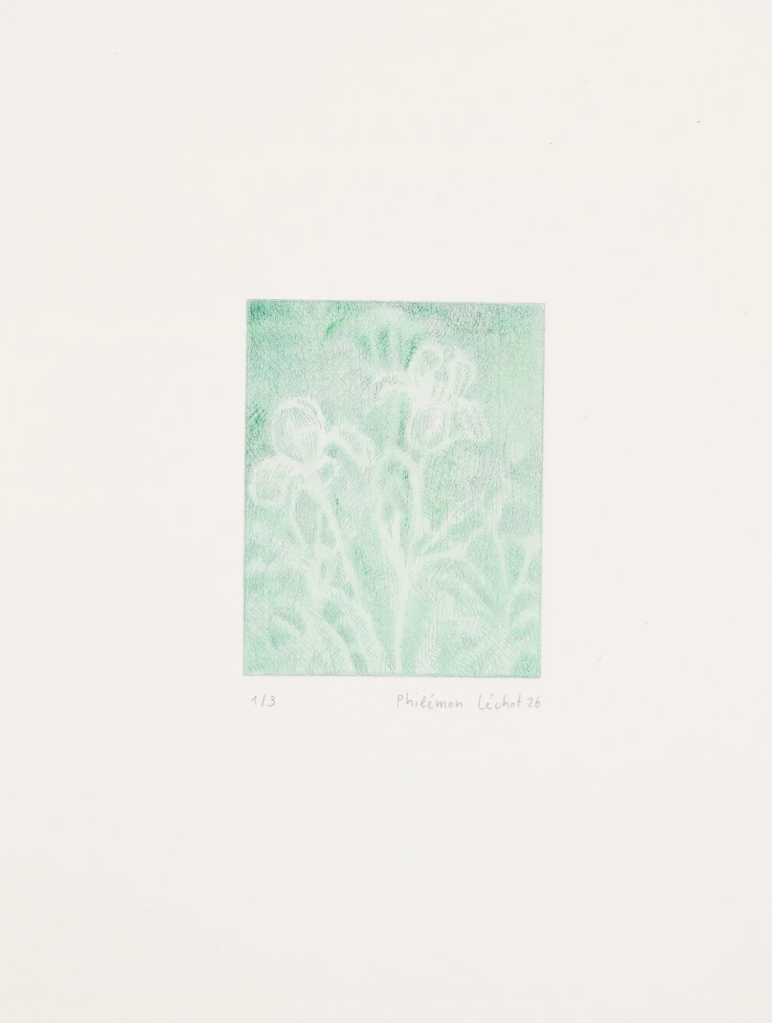 Iris